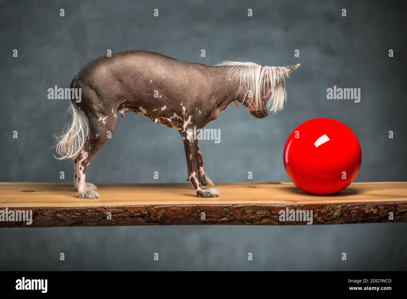 Il cinese crested cane in studio Foto Stock