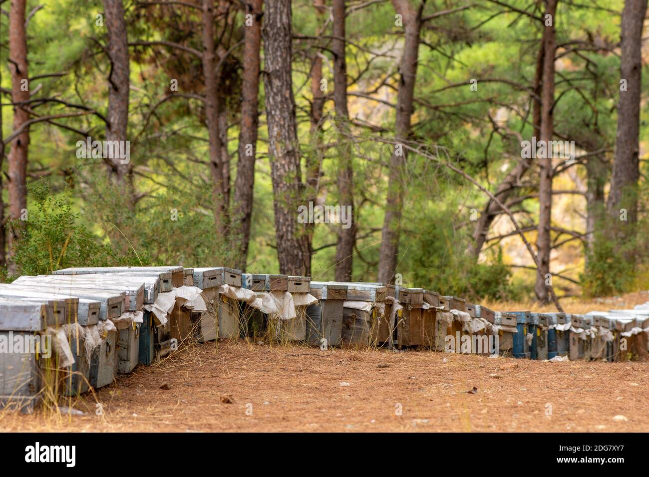 Alveari multicolore ad apiary nella foresta. Le case di api miele ape fattoria natura foresta, ape apiary nella foresta. Concetto di apicoltura. Foto Stock