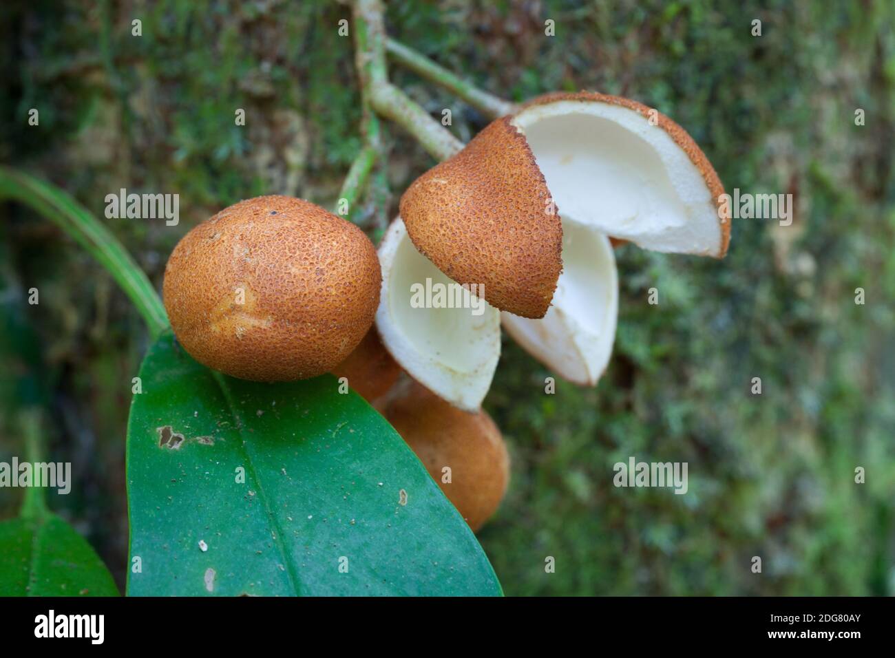 Mogano giallo (Disoxylum parassitium) - frutto caulifloroso che cresce dal tronco. Dicembre 2020. Diwan. Queensland. Australia. Foto Stock