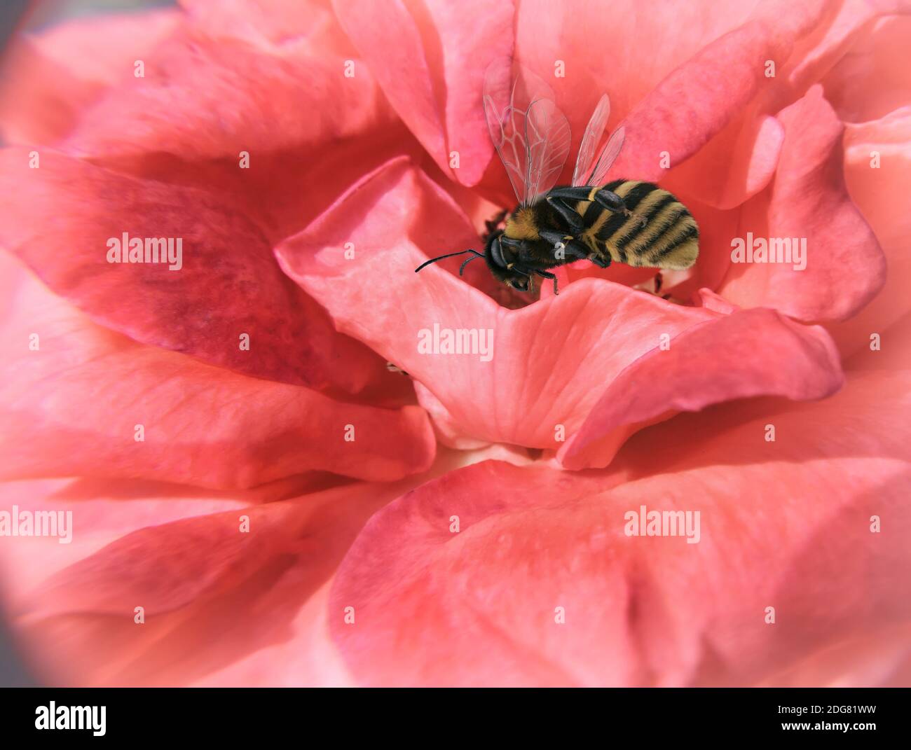 Fiore di rosa su cui un'ape vola. Foto Stock