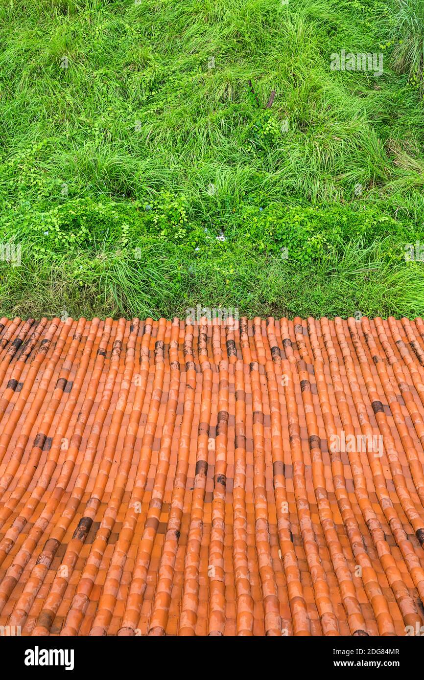 Tegole e erba verde Foto Stock