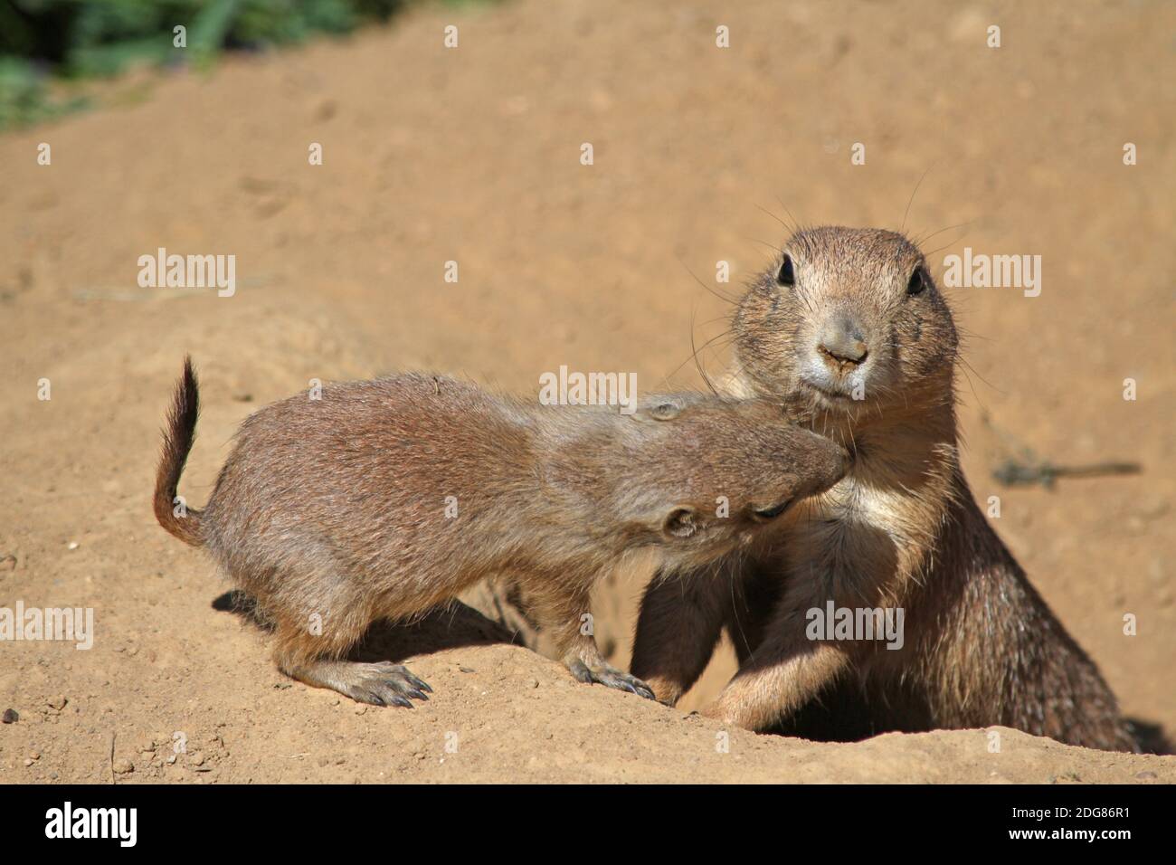 Nero-tailed i cani della prateria Foto Stock