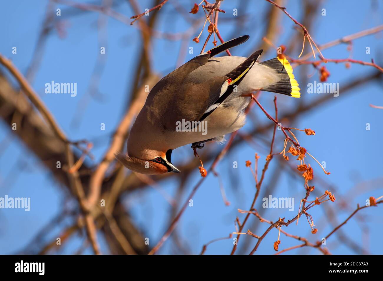 Bell'uccello luminoso waxwing (bombycilla garrulus) primo piano siede su un ramo di un albero di mela con una piccola bacca nel suo becco sullo sfondo o Foto Stock