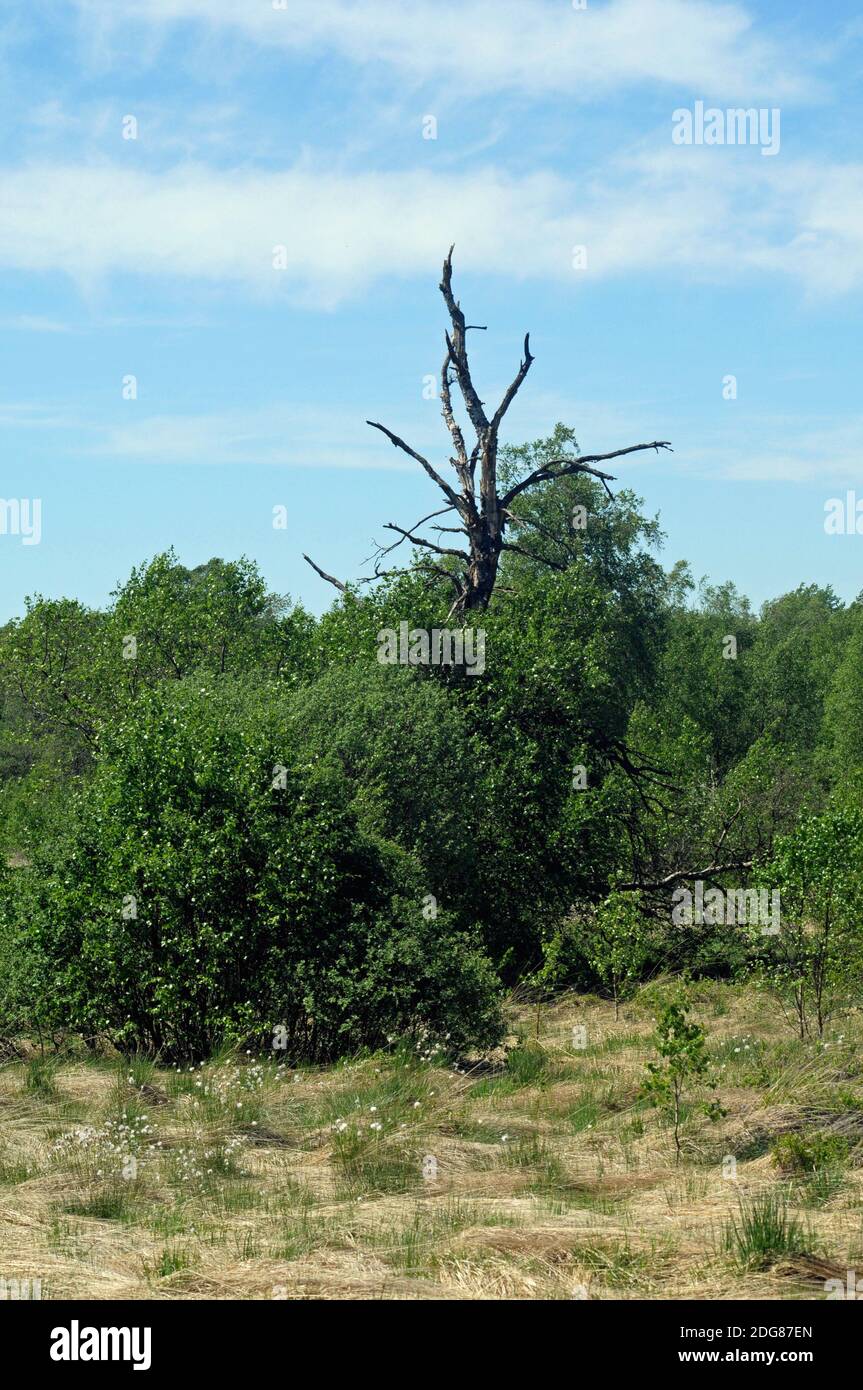 Vennplateau Foto Stock