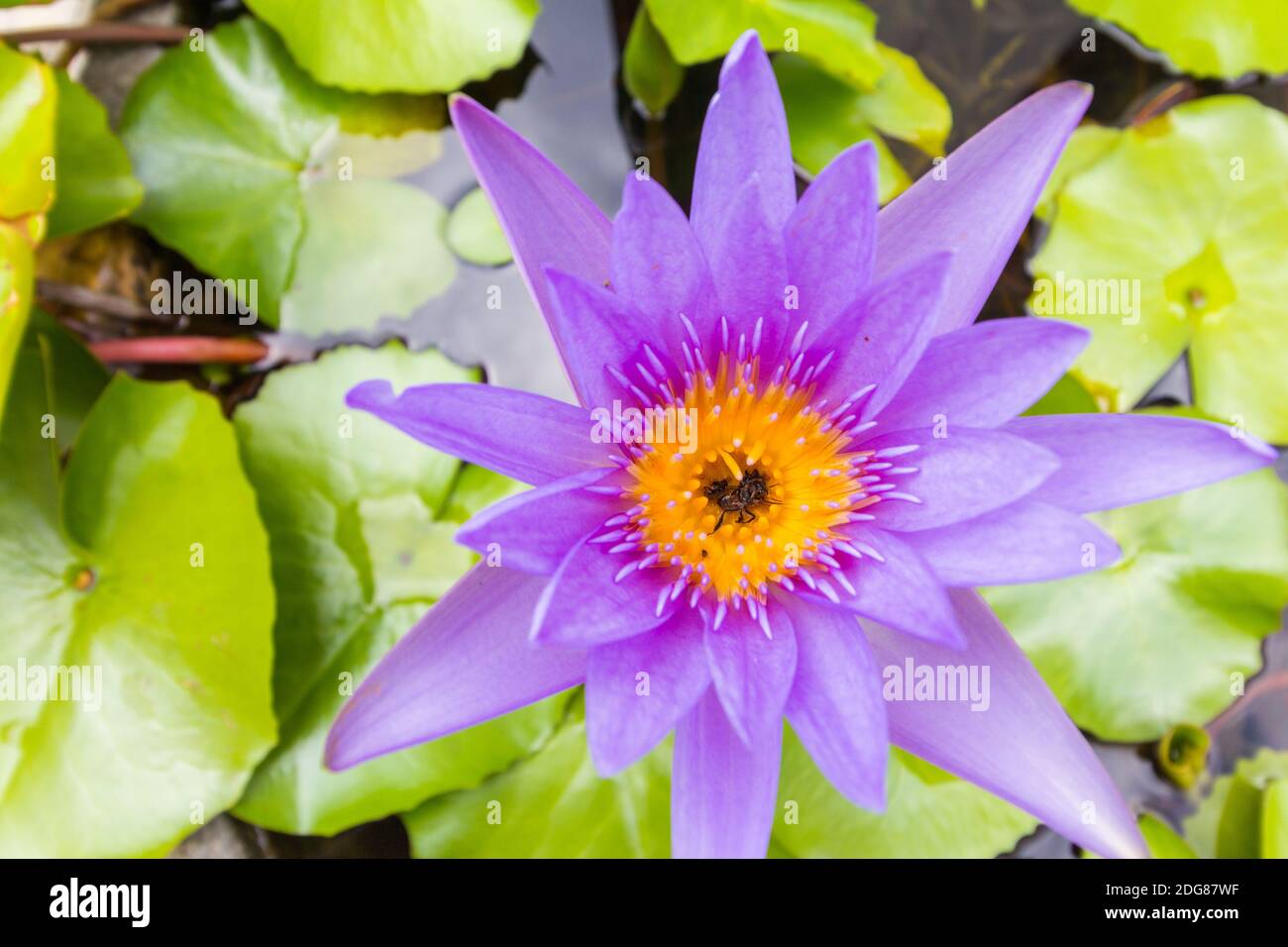 Fiore di loto in un laghetto del tempio buddista a Bangkok, Thailandia Foto Stock