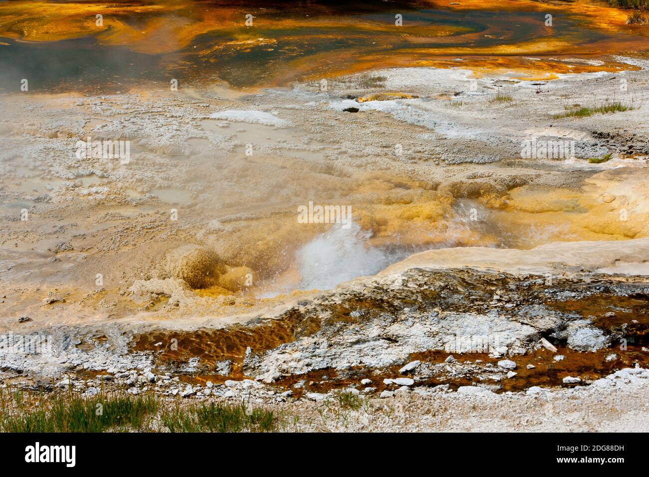 Un geyser a cono con intervalli e durate di secondi. L'ebollizione si costruisce a una cupola, erutta in uno spruzzo a 15 piedi di altezza, quindi si ripete. Foto Stock
