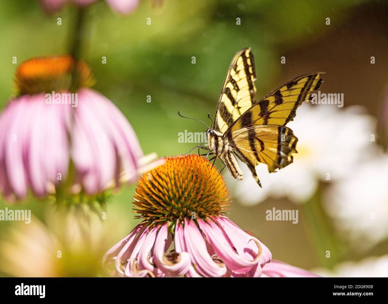 Farfalla monarca gialla e nera su un fiore Foto Stock