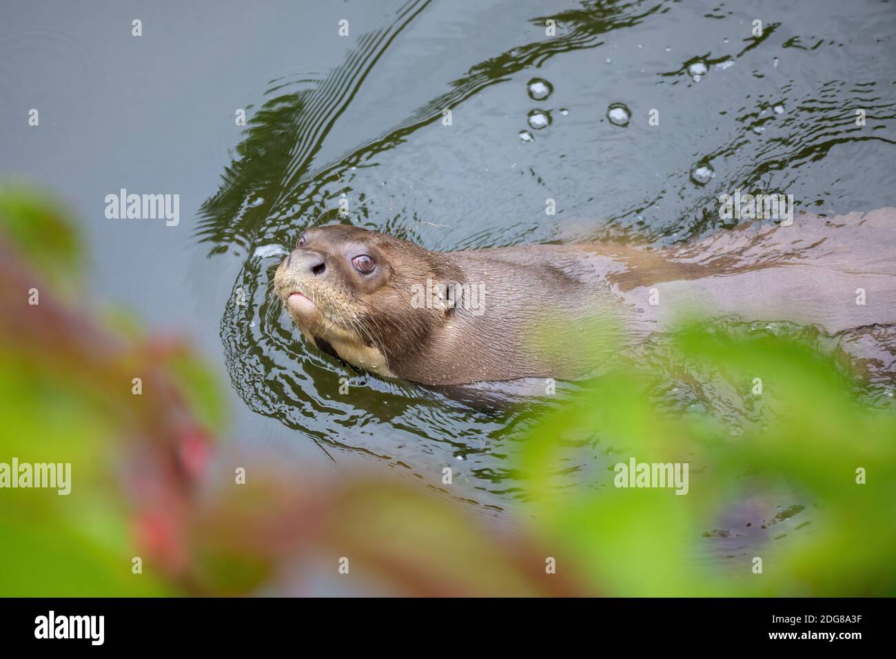 Lontra gigante - Pteronura brasiliensis, grande acqua fresca carnivoro da South American fiumi. Foto Stock
