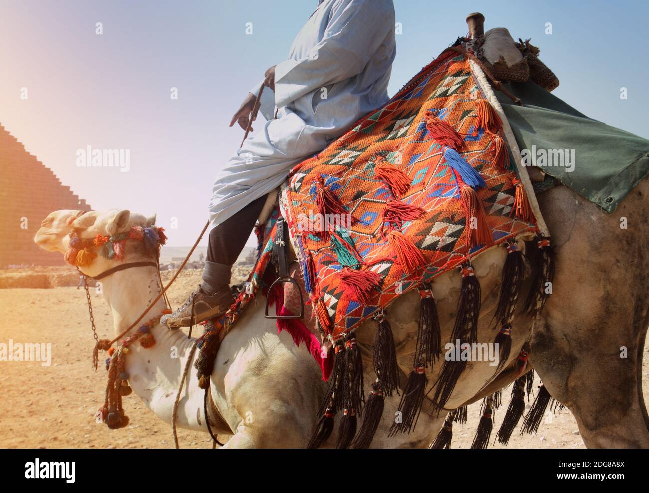 Autista di cammello alle Piramidi di Giza, Egitto Foto Stock