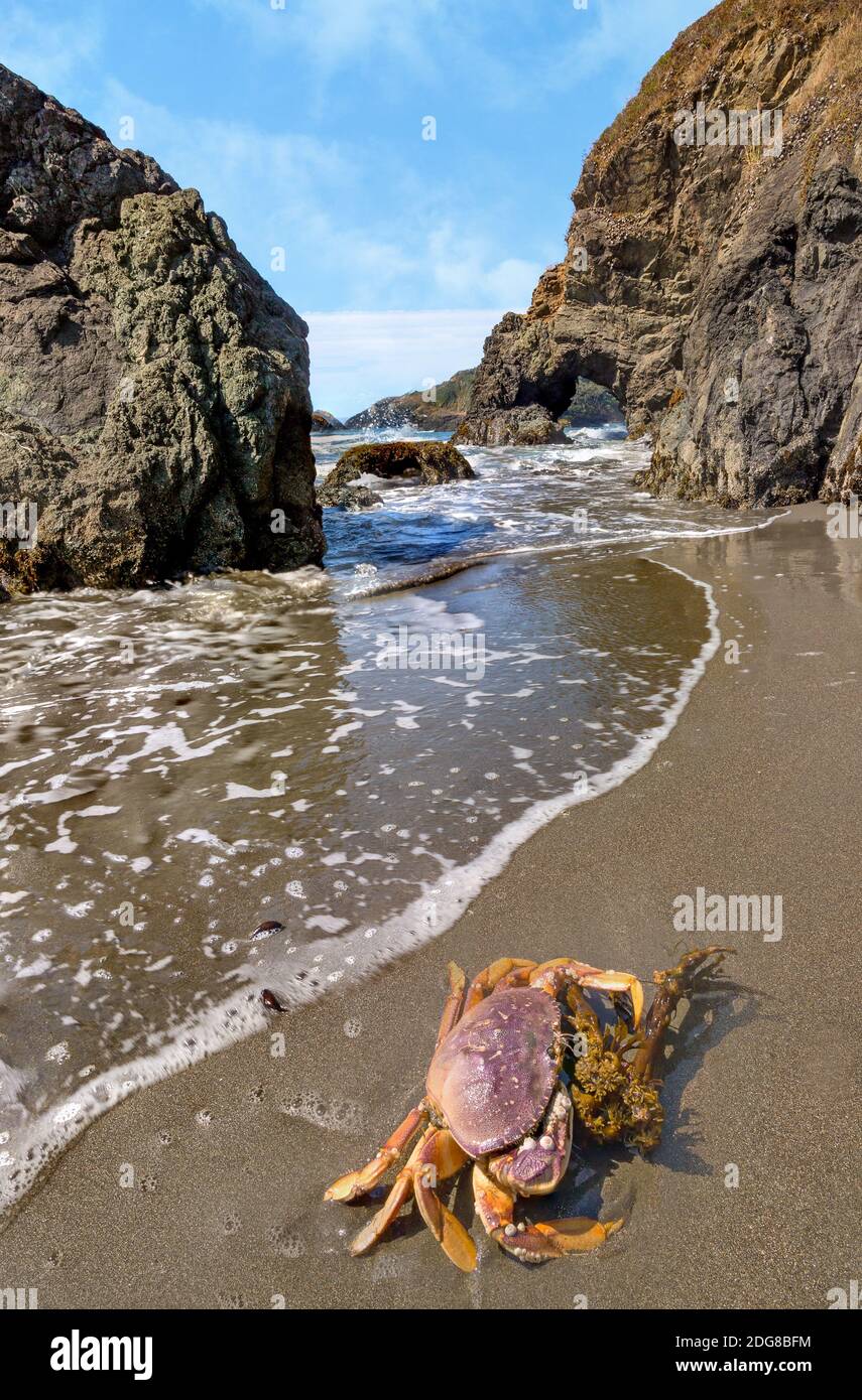 Granchio su una spiaggia rocciosa Foto Stock