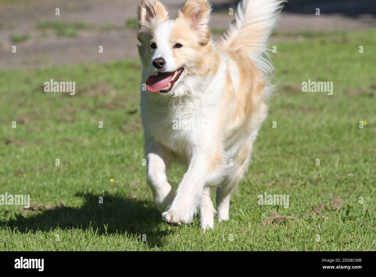 Collie di bordo Foto Stock