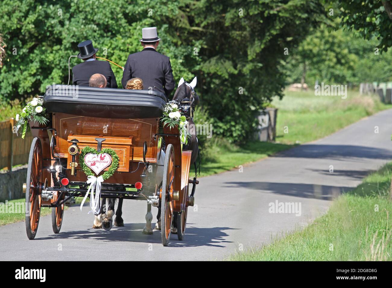 Carrozza per matrimoni disegnata con cavalli Foto Stock