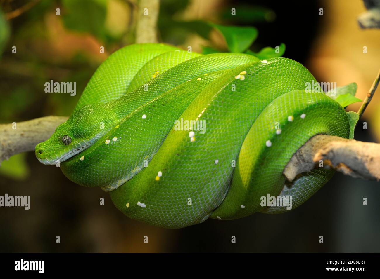 Grüner Baumpython (Morelia viridis), Schlange, Schlangen, Python, Foto Stock