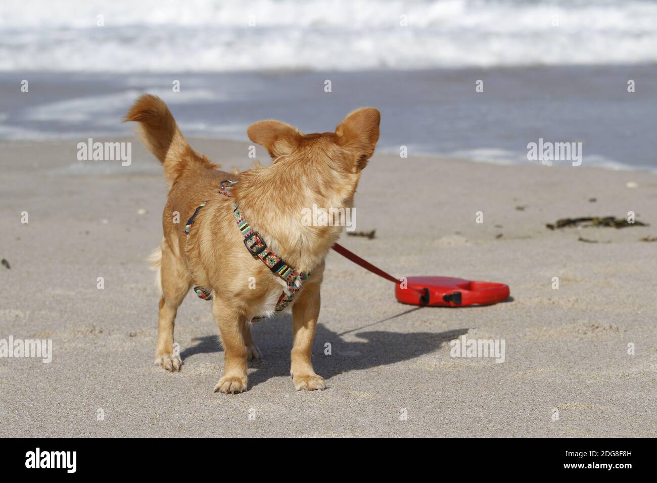 Il piccolo cane sta guardando il mare Foto Stock