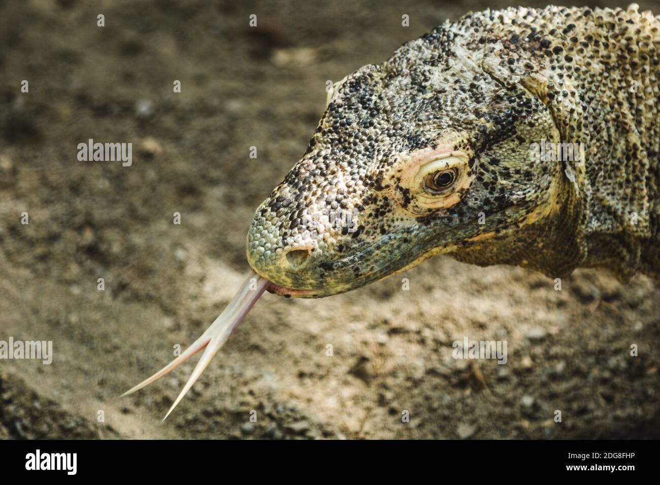 lingua del drago komodo Foto Stock