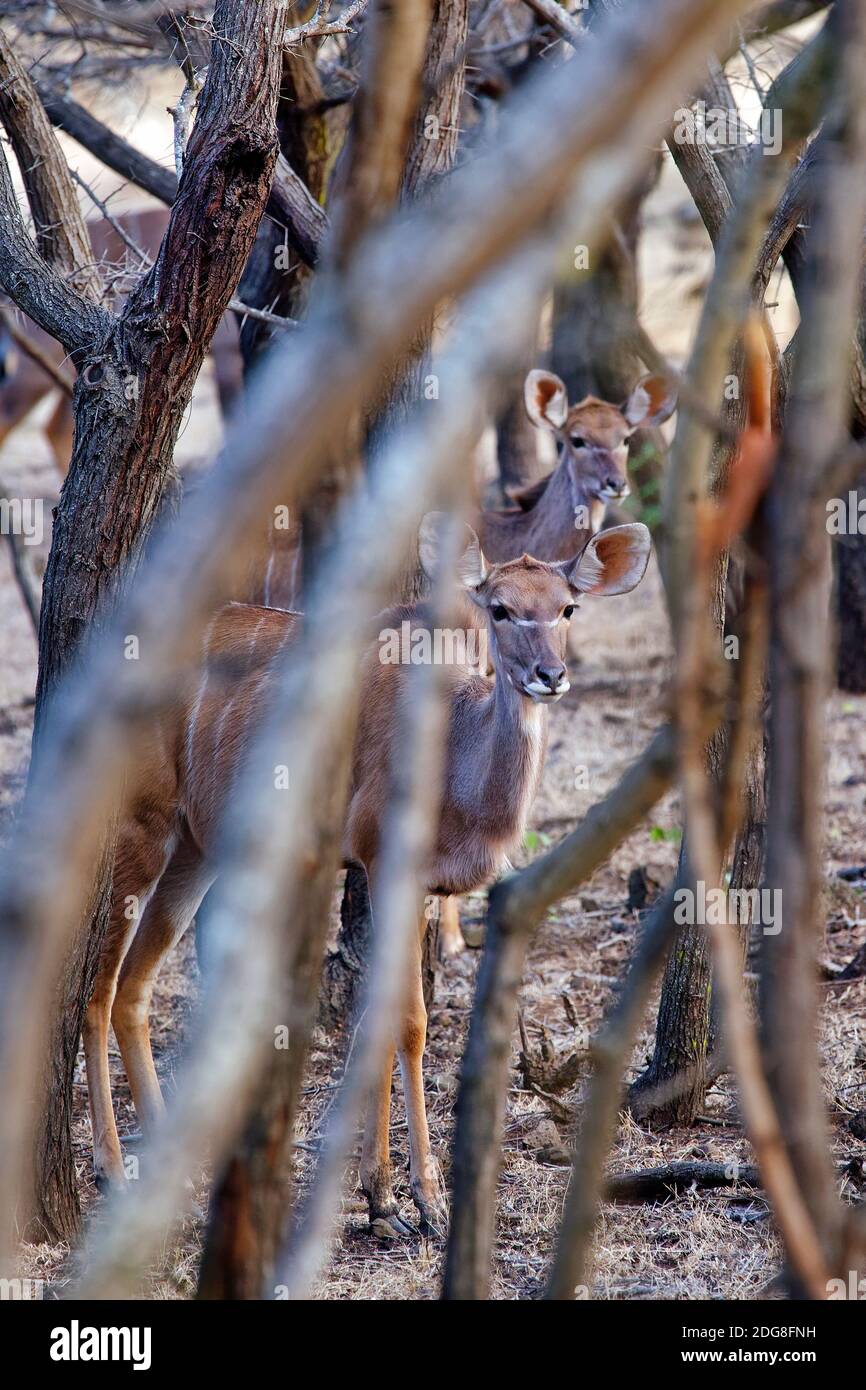 Maggiore kudu - Tragelaphus strepsiceros Foto Stock