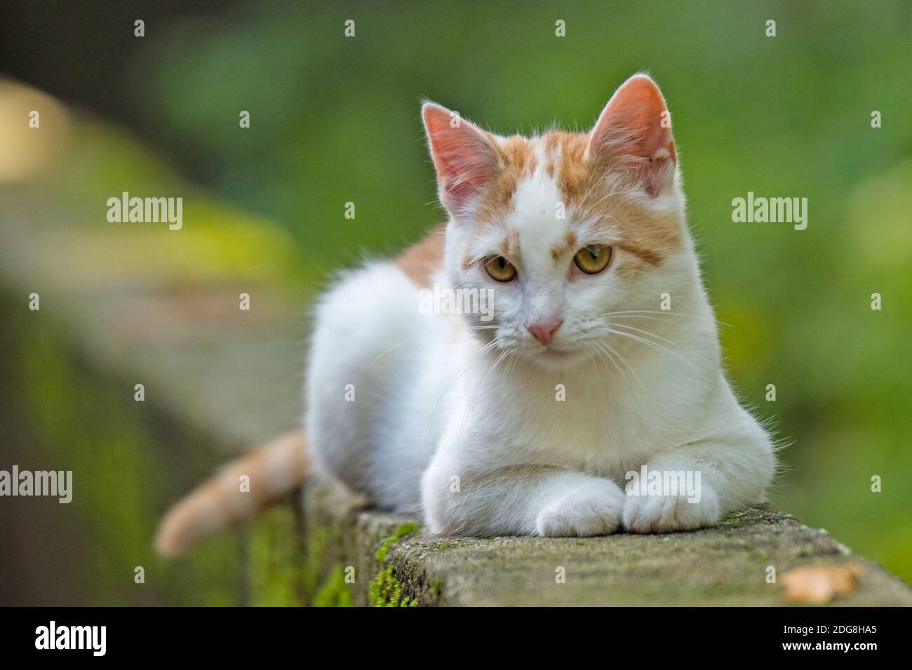 Gatto di casa Foto Stock