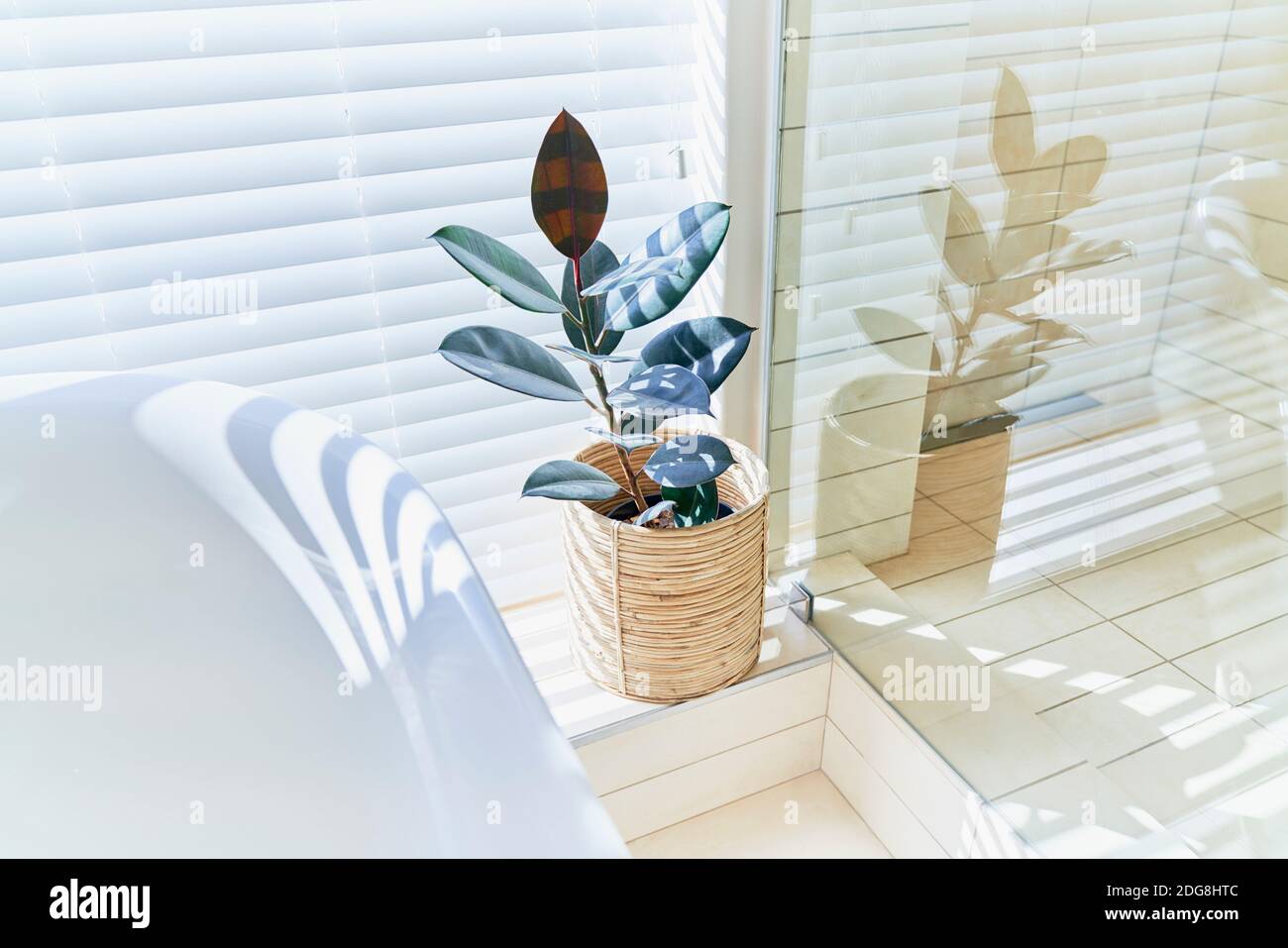 Pianta in vaso nella soleggiata finestra del bagno con persiane Foto Stock