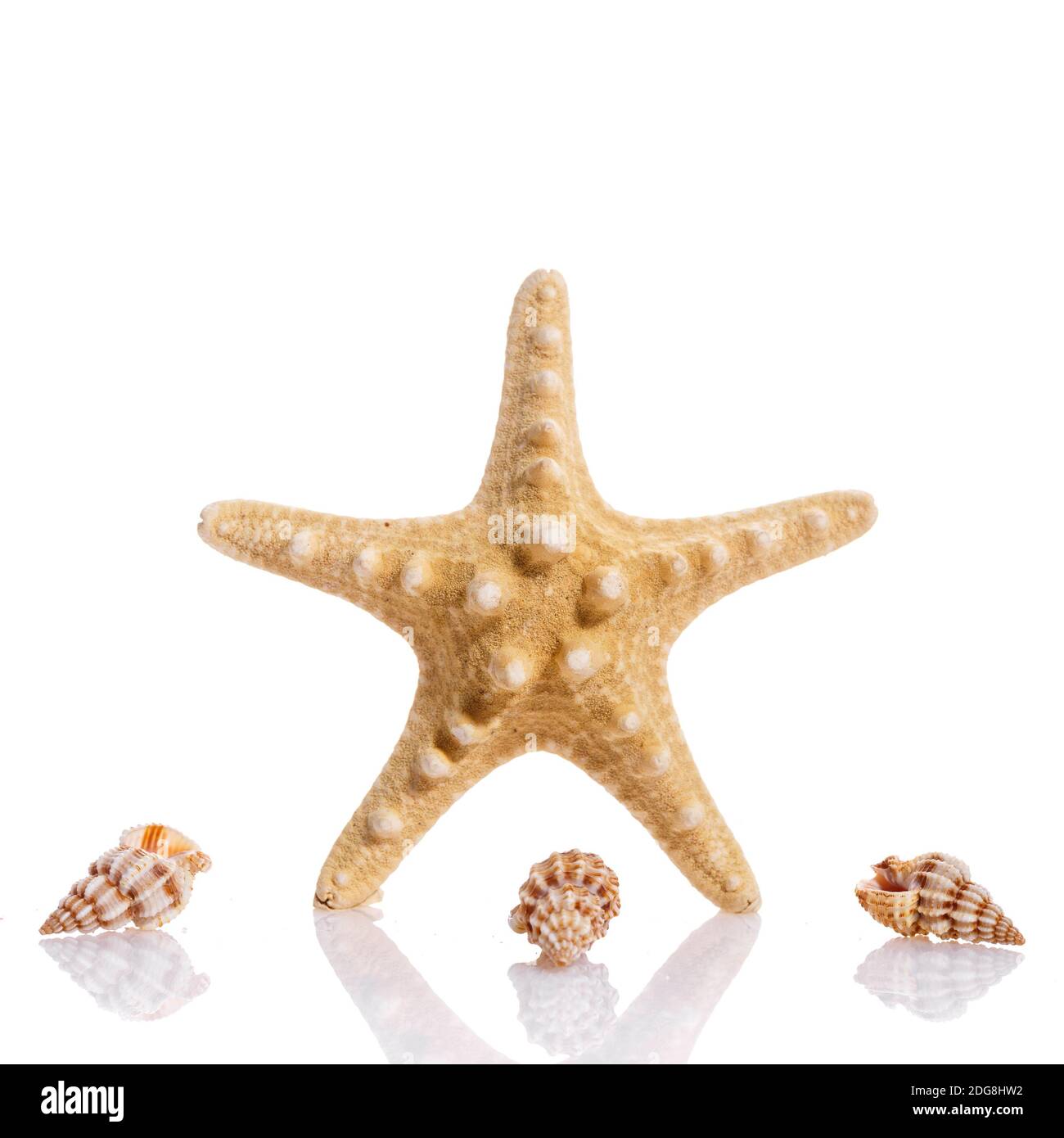 Interessante composizione di conchiglie su sfondo bianco. Starfish e piccole conchiglie a spirale. Concetto di vacanza. Foto Stock
