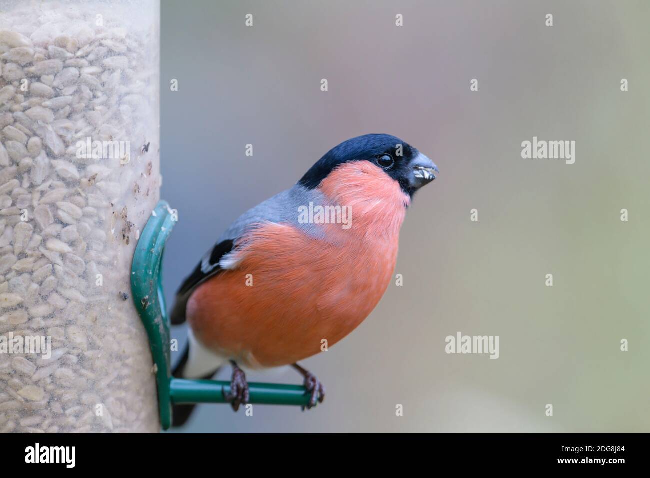 Dompfaff, Pyrhula pirrhula, bullfinch eurasiatico Foto Stock