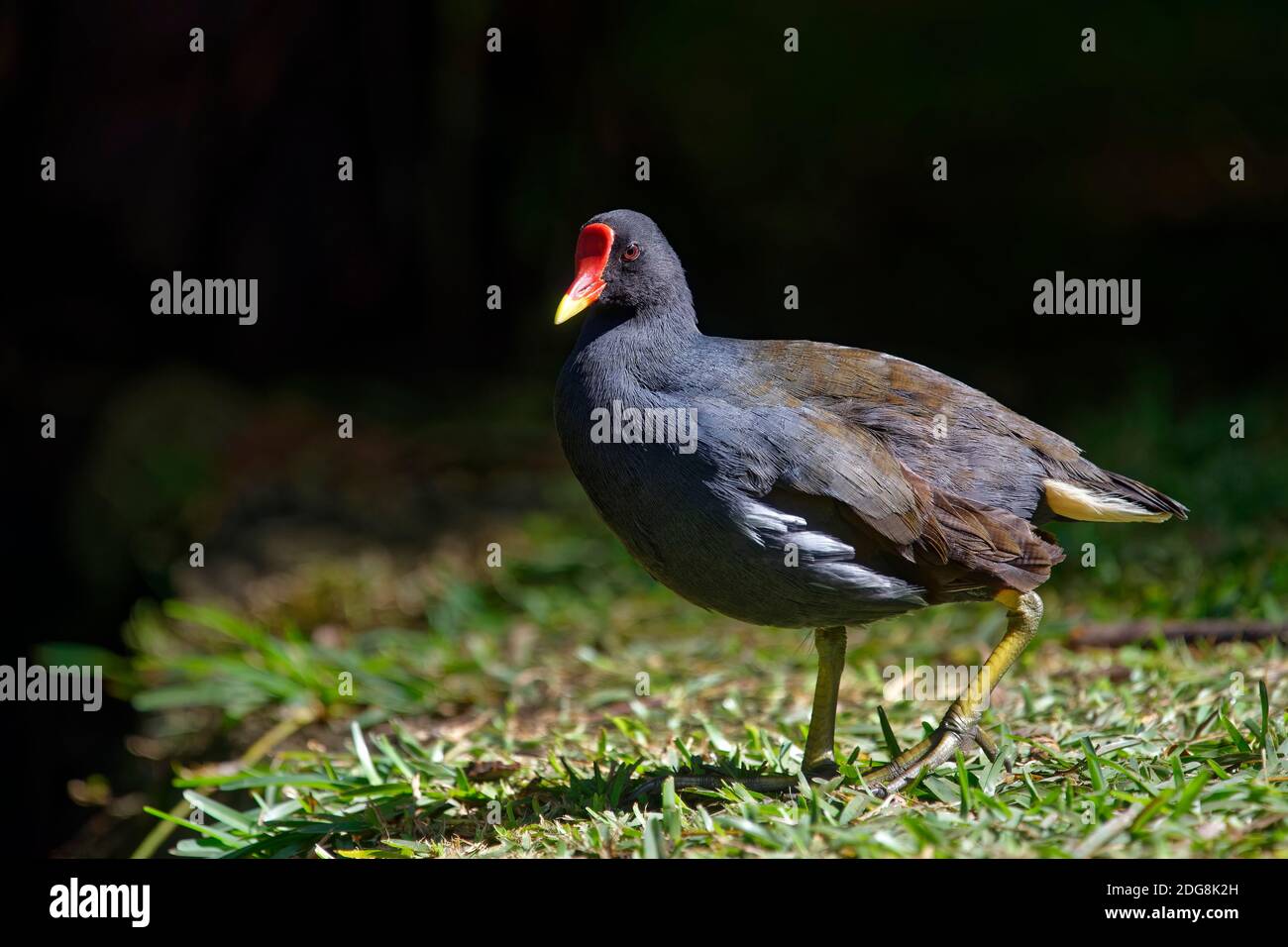 Malgascio comune moorhen - gallinula cloropus pirrhorrhora Foto Stock