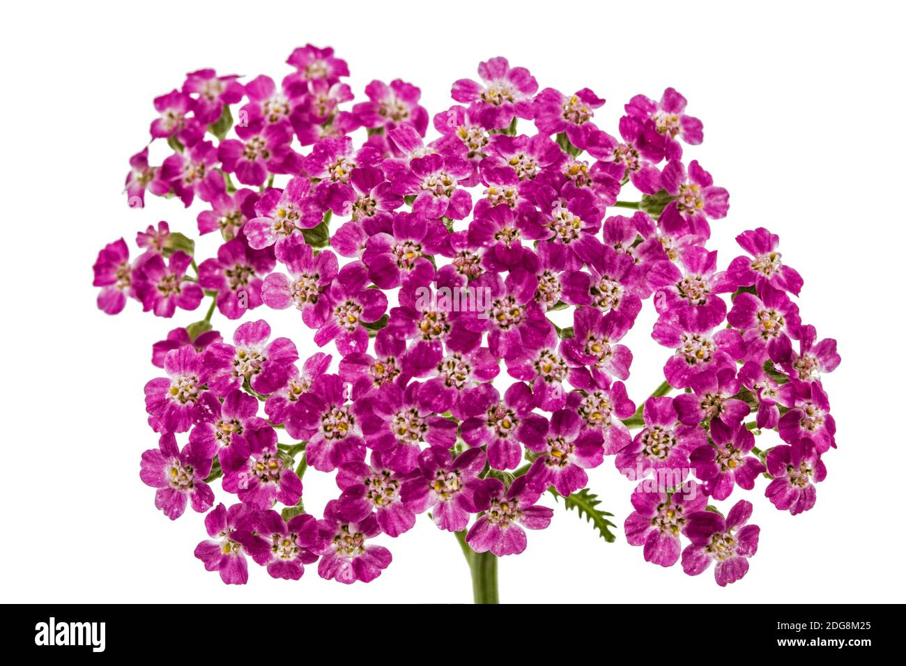 Fiori di achillea, lat. Achillea millefolium, isolato su sfondo bianco Foto Stock