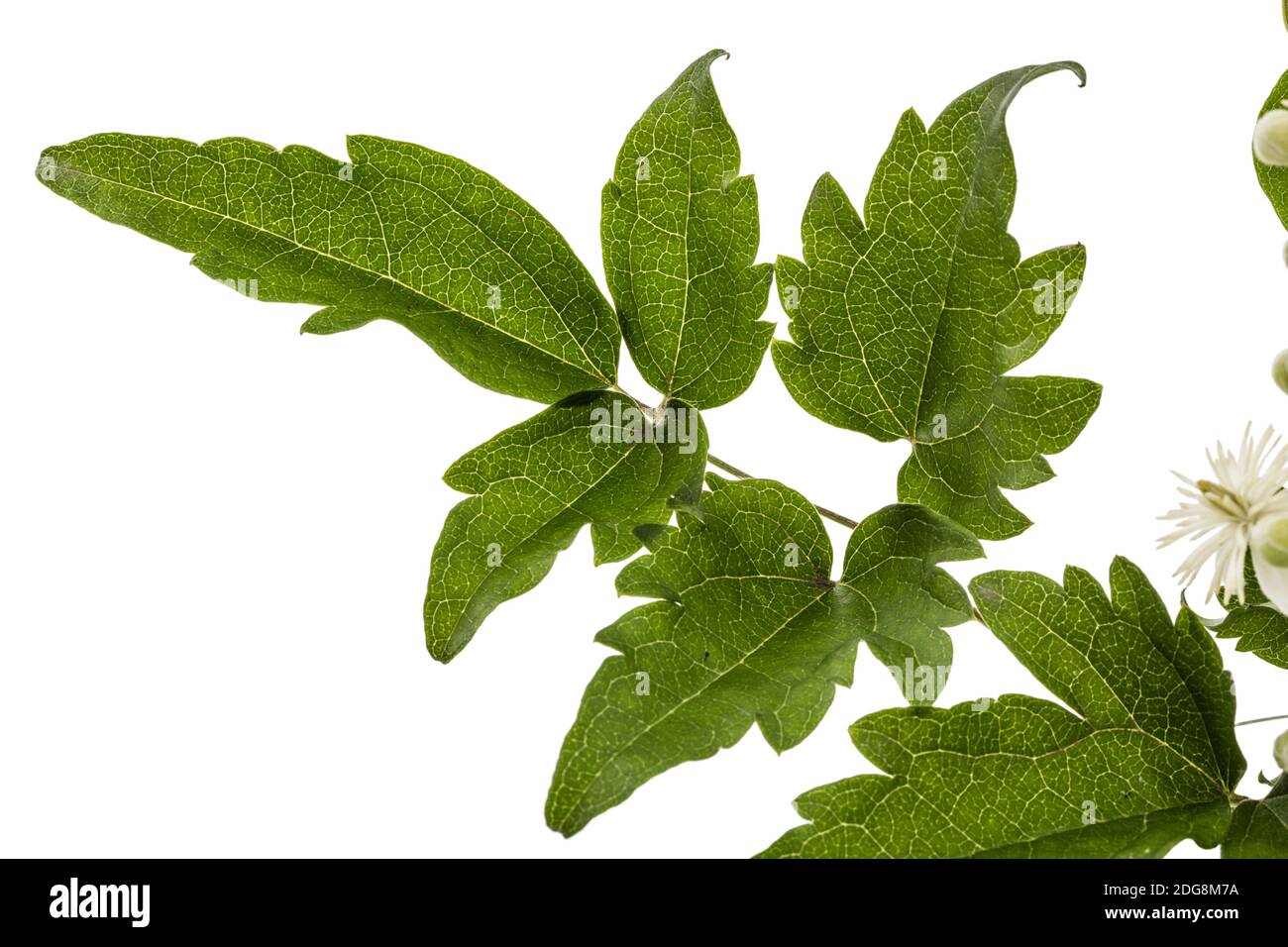 Fiori e foglie di Clematis , lat. Clematis vitalba L., isolati su sfondo bianco Foto Stock