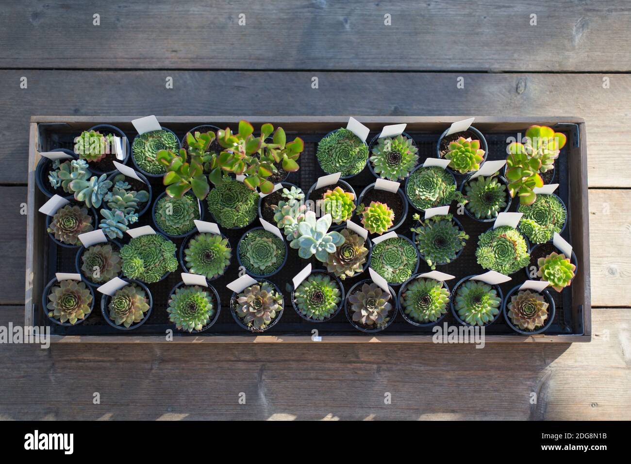 Piccole piante succulente in vasi di fiori in vivaio di piante Foto Stock Piccole piante succulente in vasi di fiori in vivaio di piante Foto Stock
