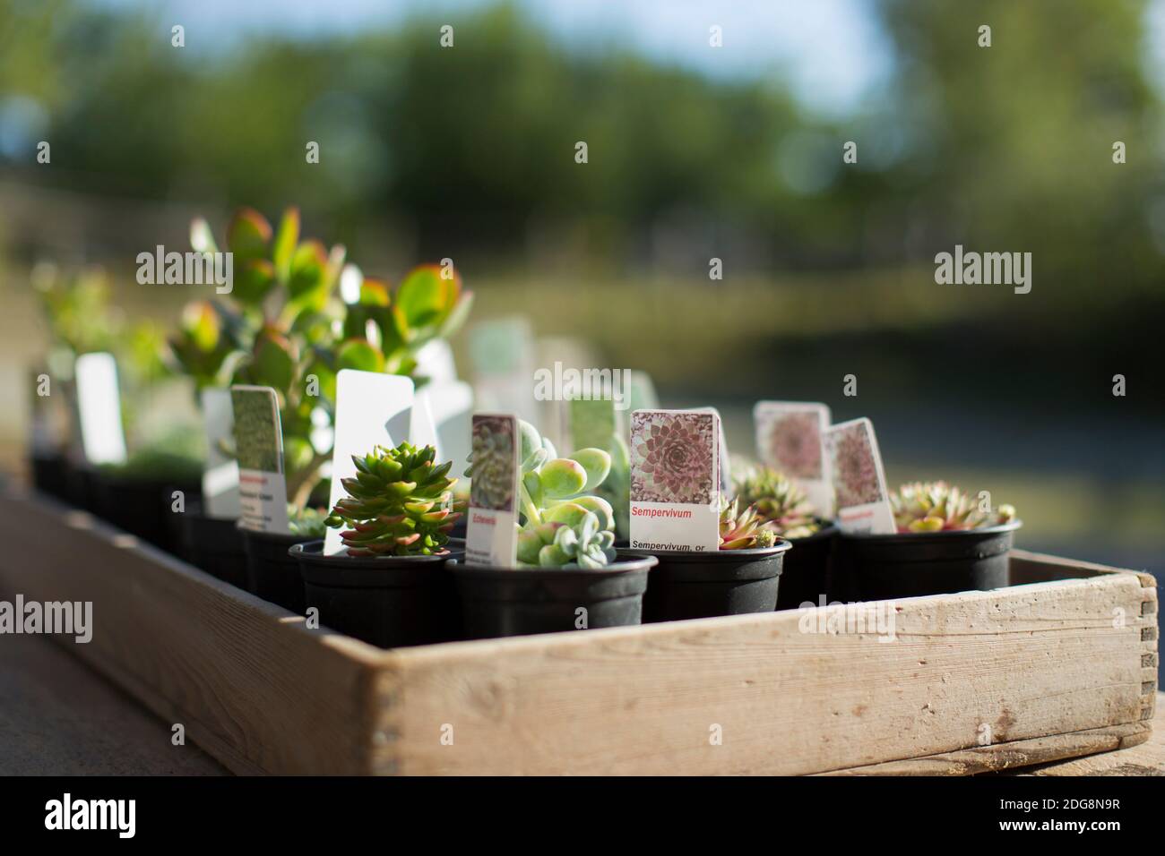 Minuscoli piante succulenti con etichette in vassoio soleggiato a pianta asilo nido Foto Stock Minuscoli piante succulenti con etichette in vassoio soleggiato a pianta asilo nido Foto Stock
