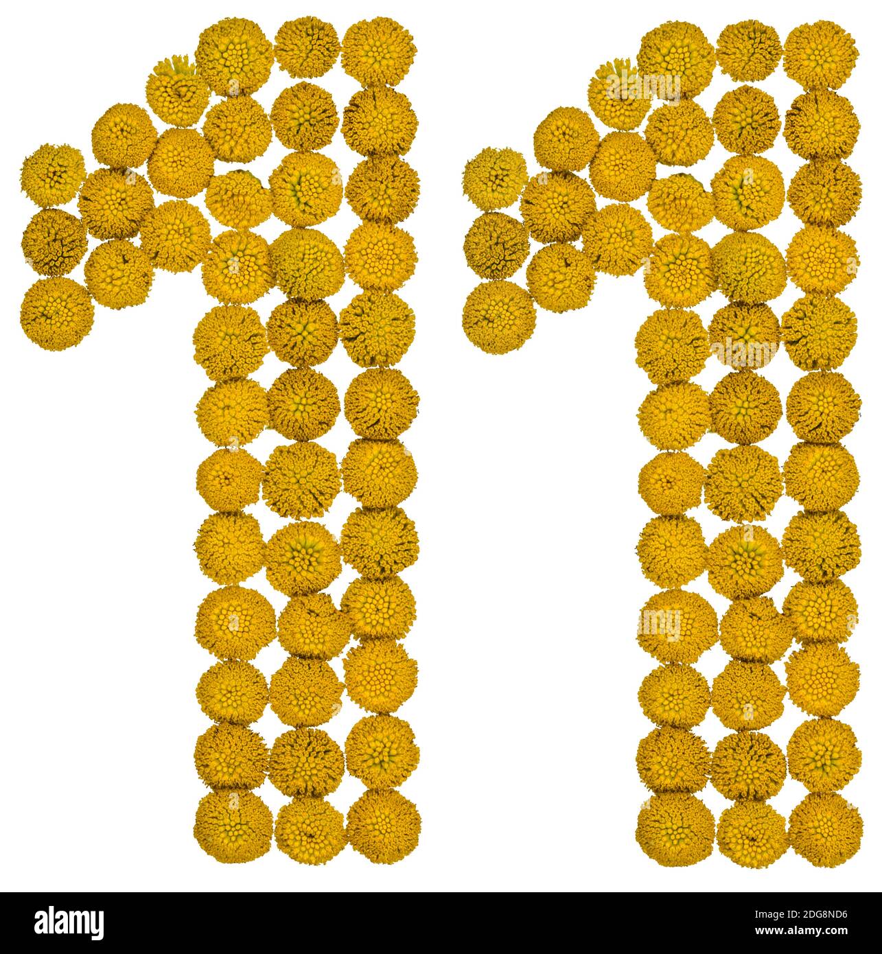 Numero arabo 11, undici, da fiori gialli di tansy, isolati su sfondo bianco Foto Stock