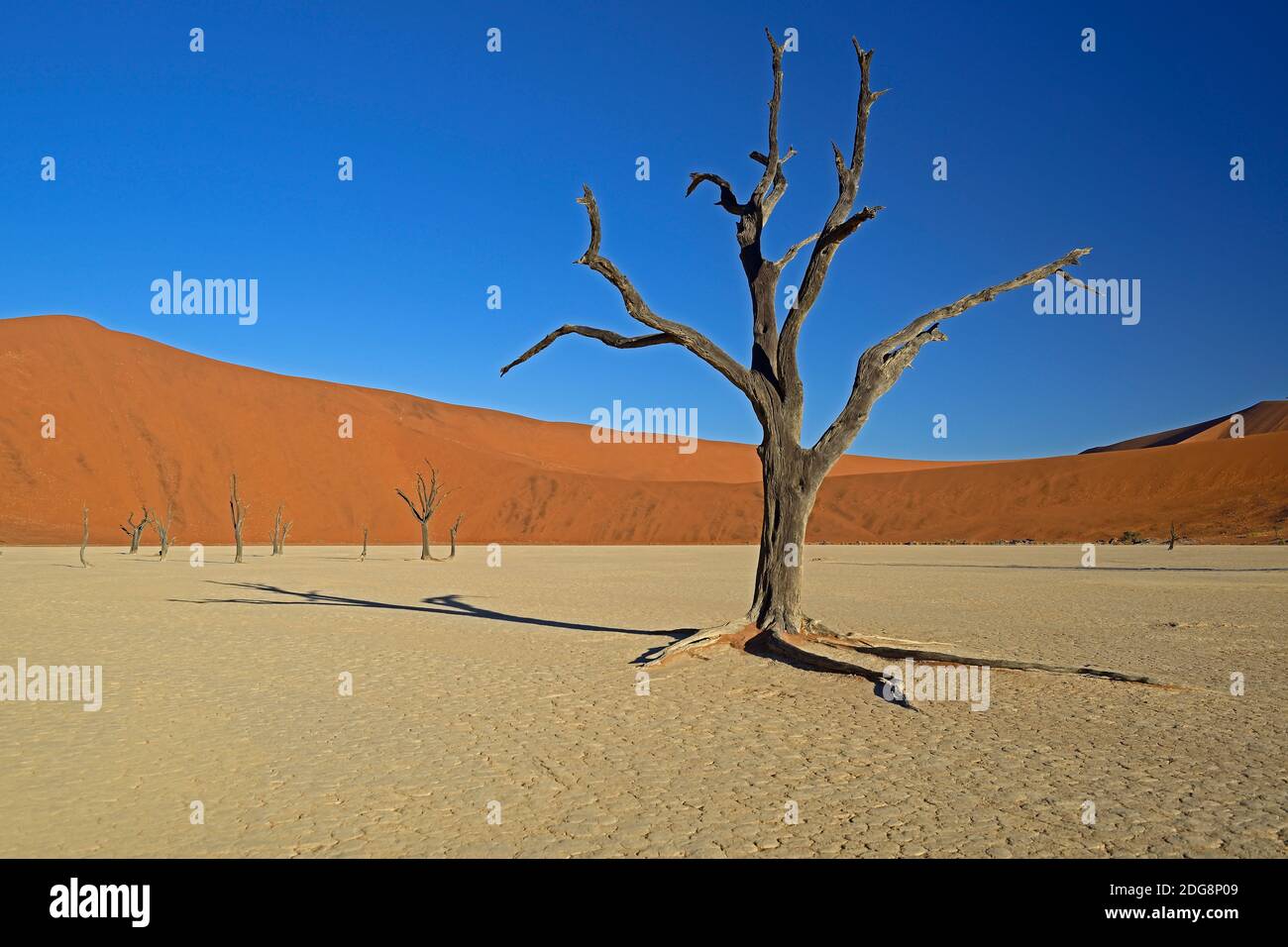 Kameldornbaeume (Acacia erioloba), Auch Kameldorn oder Kameldornakazie im Abendlicht letzten, Namib Naukluft Nationalpark, Deadvlei, Dead Vlei, Sossu Foto Stock