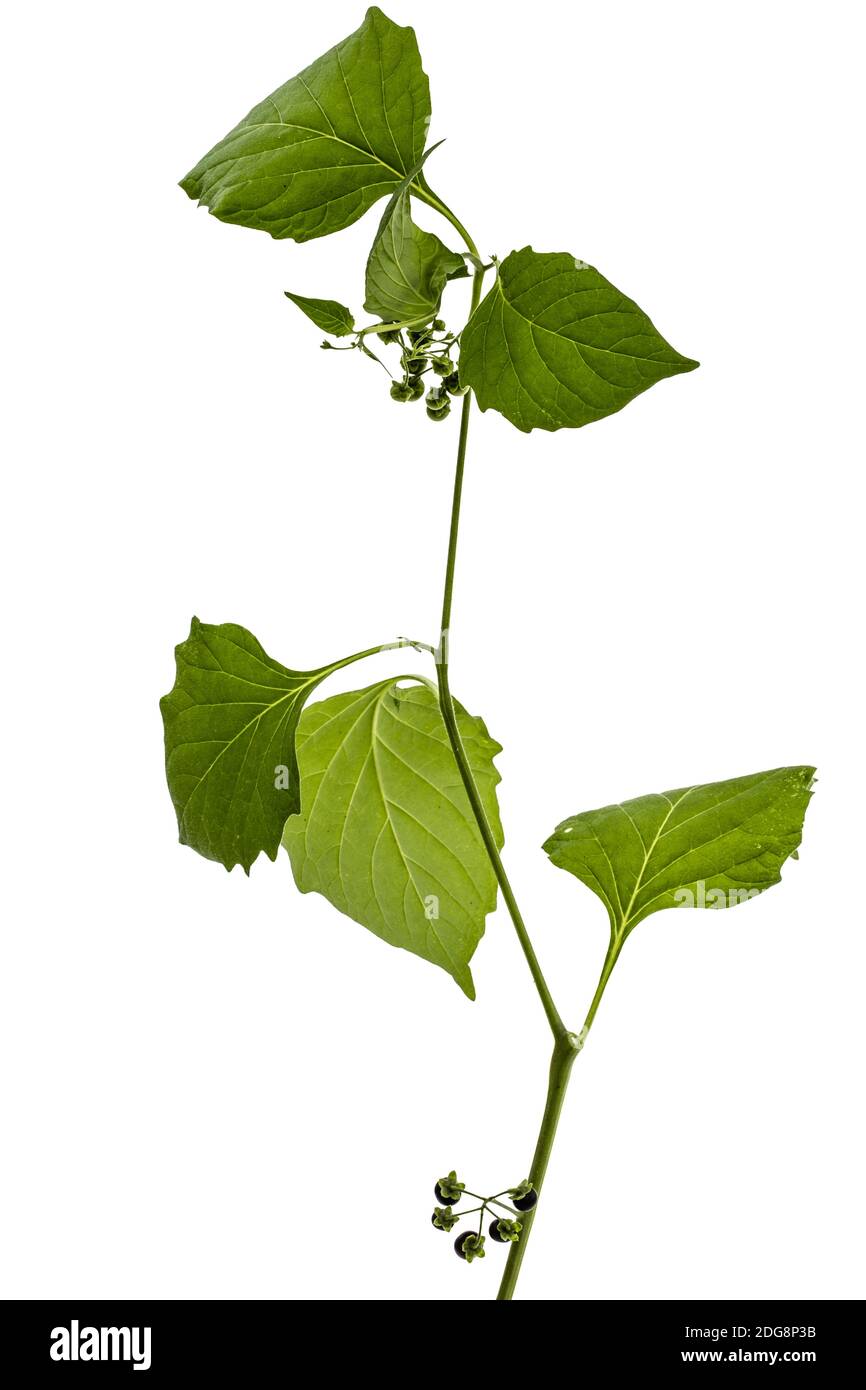 Foglie e perrys di ombra nera, lat. Solanum nÃ­grum, pianta velenosa, isolata su sfondo bianco Foto Stock