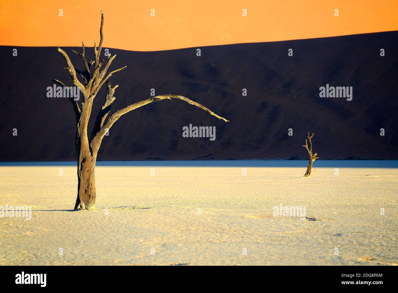 Kameldornbaeume (Acacia erioloba), Auch Kameldorn oder Kameldornakazie im Abendlicht letzten, Namib Naukluft Nationalpark, Deadvlei, Dead Vlei, Sossu Foto Stock