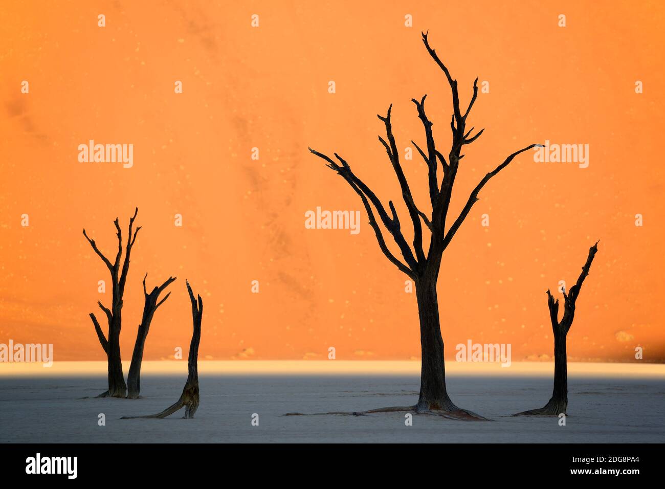 Kameldornbaeume (Acacia erioloba), Auch Kameldorn oder Kameldornakazie im Abendlicht letzten, Namib Naukluft Nationalpark, Deadvlei, Dead Vlei, Sossu Foto Stock