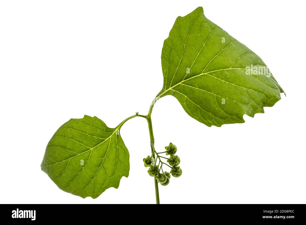 Foglie e perrys di ombra nera, lat. Solanum nÃ­grum, pianta velenosa, isolata su sfondo bianco Foto Stock