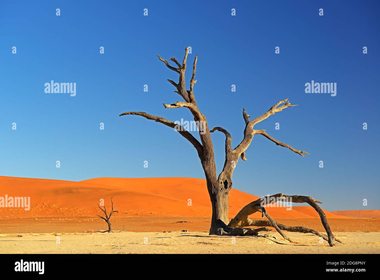 Kameldornbaeume (Acacia erioloba), Auch Kameldorn oder Kameldornakazie im Abendlicht letzten, Namib Naukluft Nationalpark, Deadvlei, Dead Vlei, Sossu Foto Stock