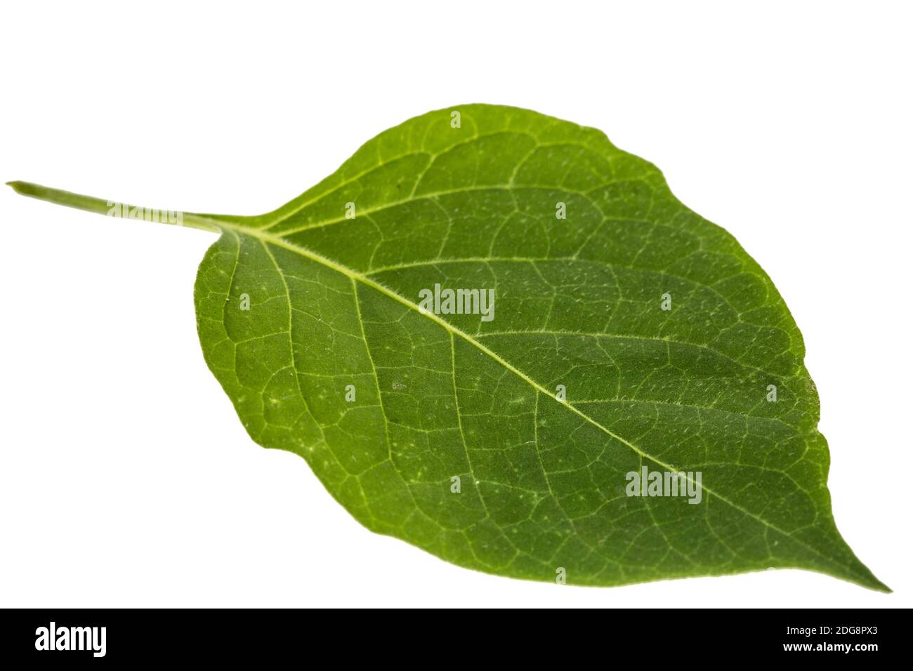 Foglie di ombra nera, lat. Solanum nÃ­grum, pianta velenosa, isolata su sfondo bianco Foto Stock