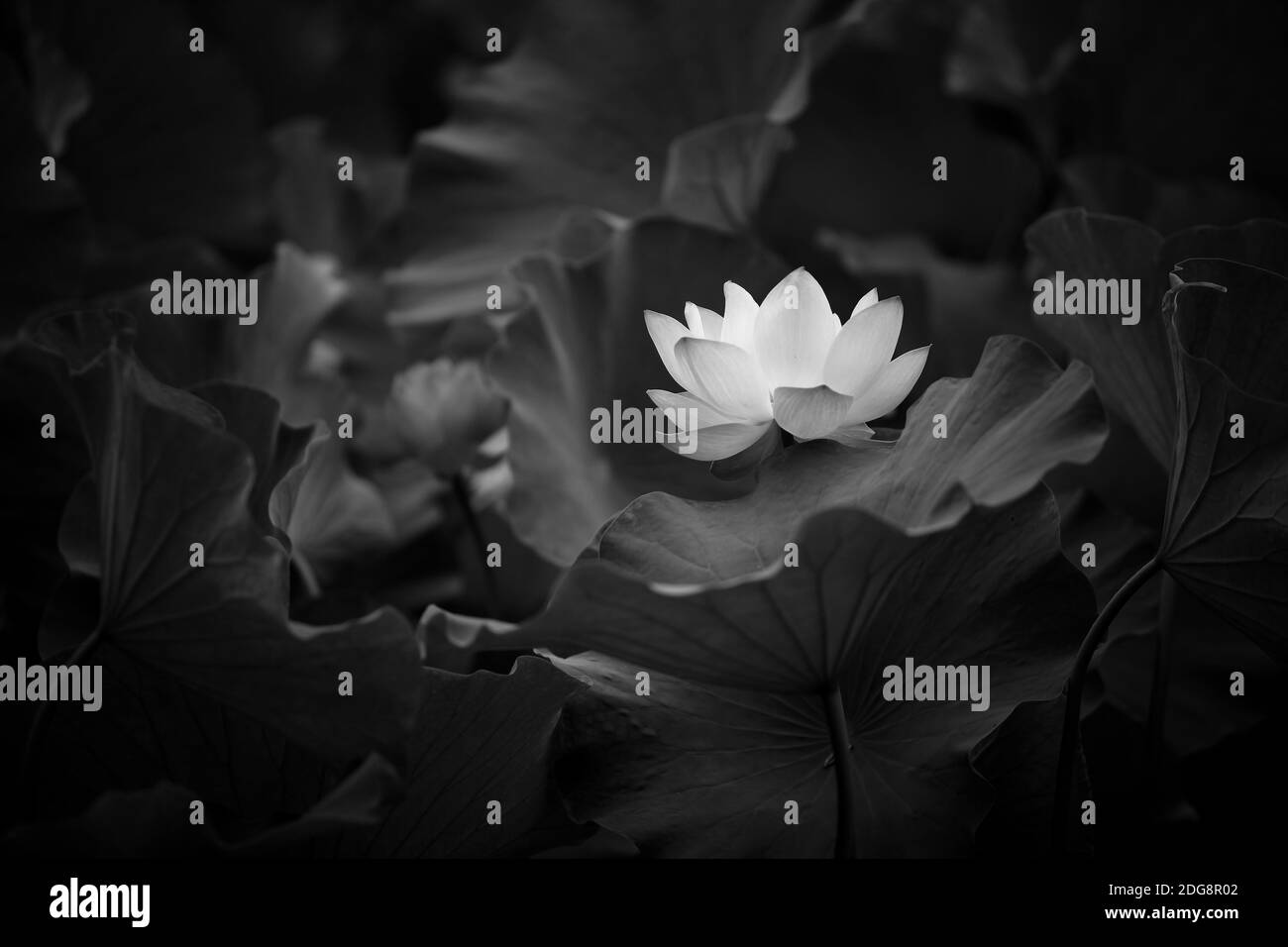 Bianco e nero lotus Foto Stock