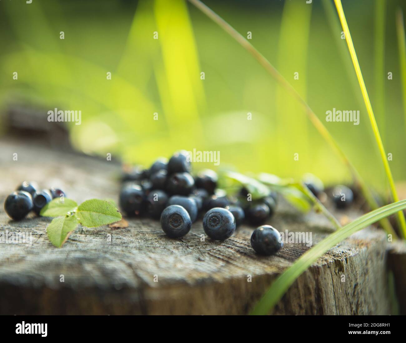 Blueberrys Foto Stock