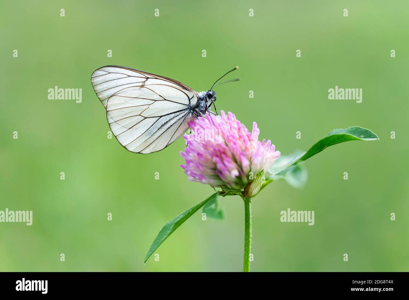 Baum-Weissling, Aporia crataegi, Black-vened farfalla bianca Foto Stock