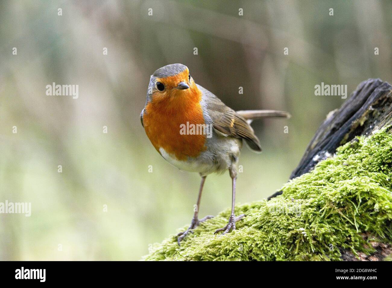 European Robin, erithacus rubecula, adulto in piedi su Moss, Normandia Foto Stock