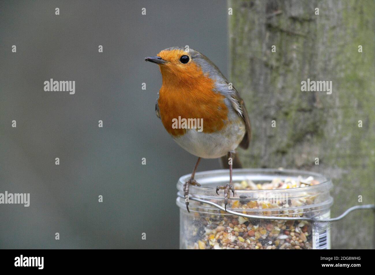 European Robin, erithacus rubecula, Adulti in piedi Sulla Valle, Normandia Foto Stock