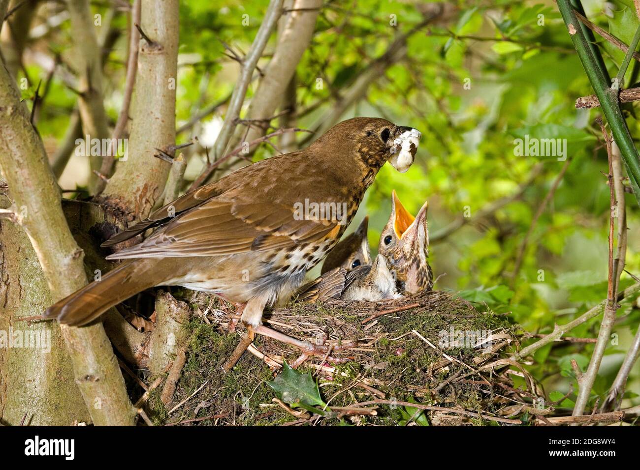 Tordo bottaccio, turdus philomelos, Adulti rimozione Sac fecale dal nido, Normandia Foto Stock