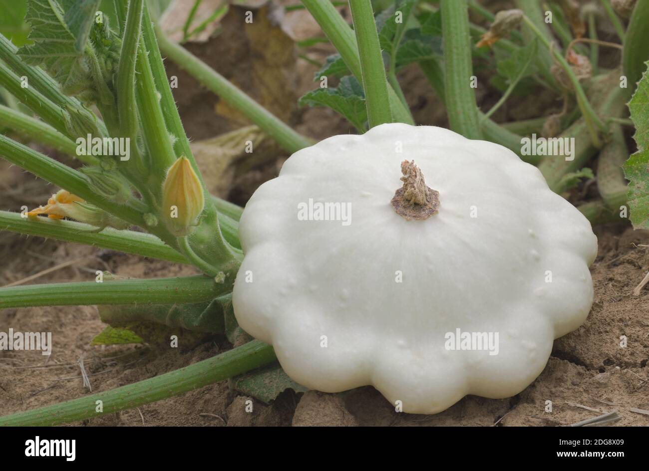 Bianco Pattypan Squash Foto Stock