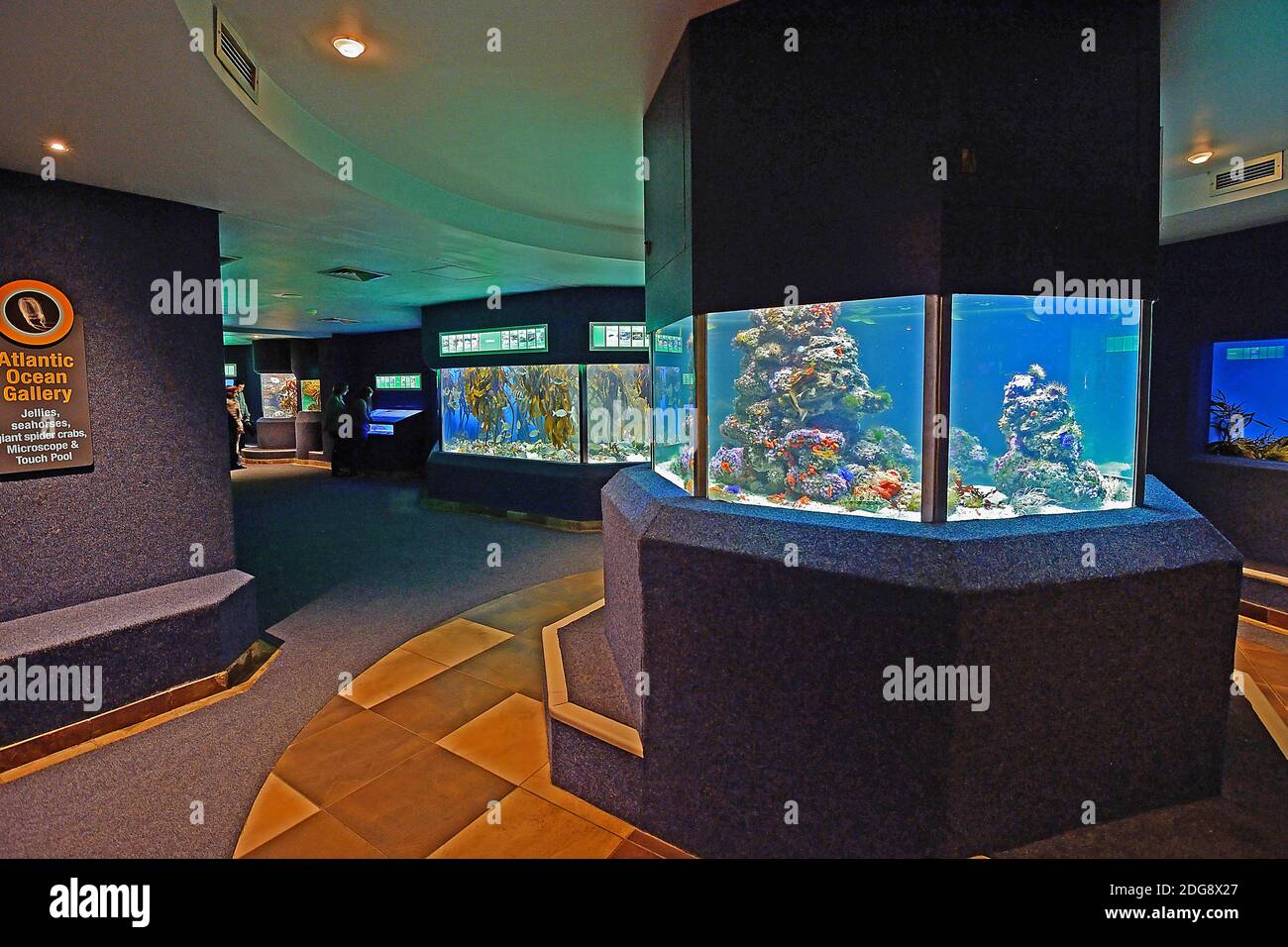 Innenaufnahme des 2 Ocean Aquarium, Kapstadt, West Kap, Western Cape, Südafrika, Afrika Foto Stock