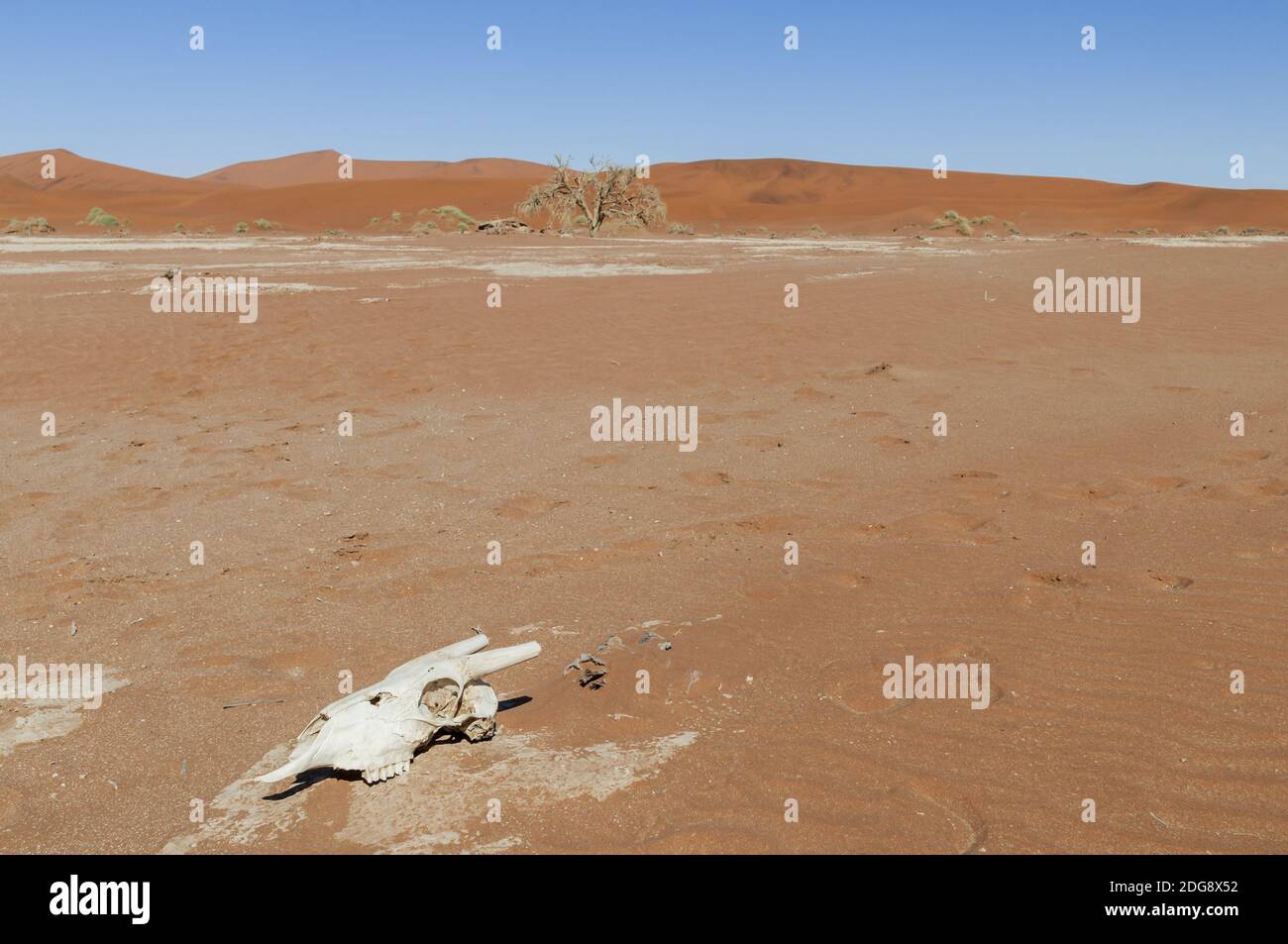 Cranio animale da un'antilope nel deserto del Namib, dune all'orizzonte, Namibia, Foto Stock