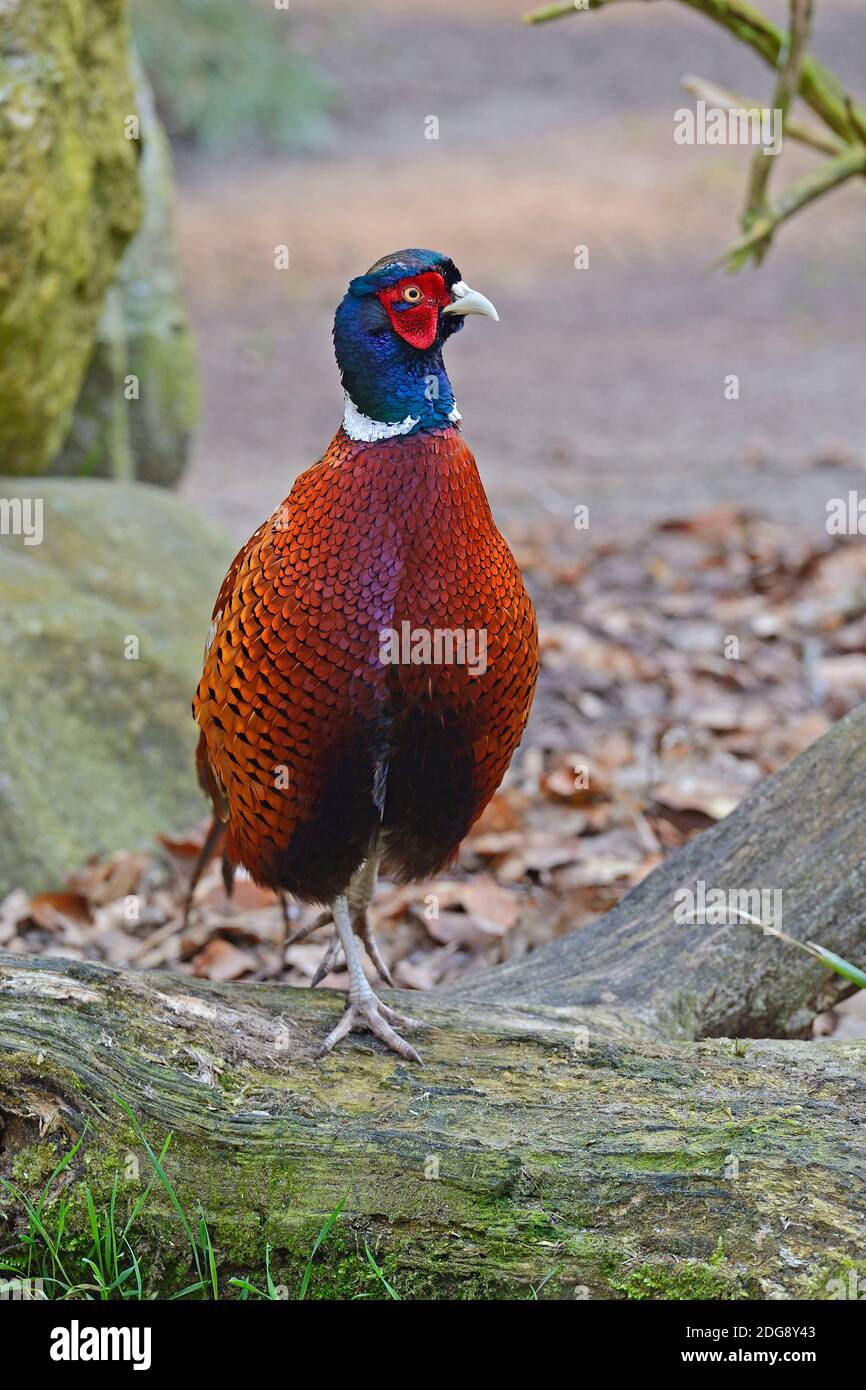 Jagdfasan (Phasianus colchicus), Männchen, Hahn, Brandeburgo, Deutschland Foto Stock