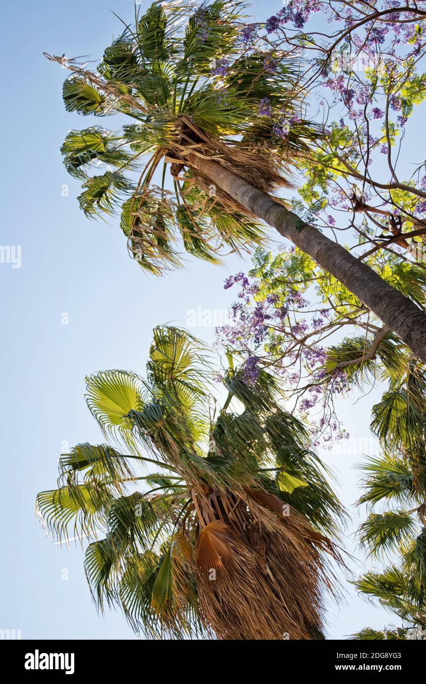 Le palme a basso angolo di visione Foto Stock