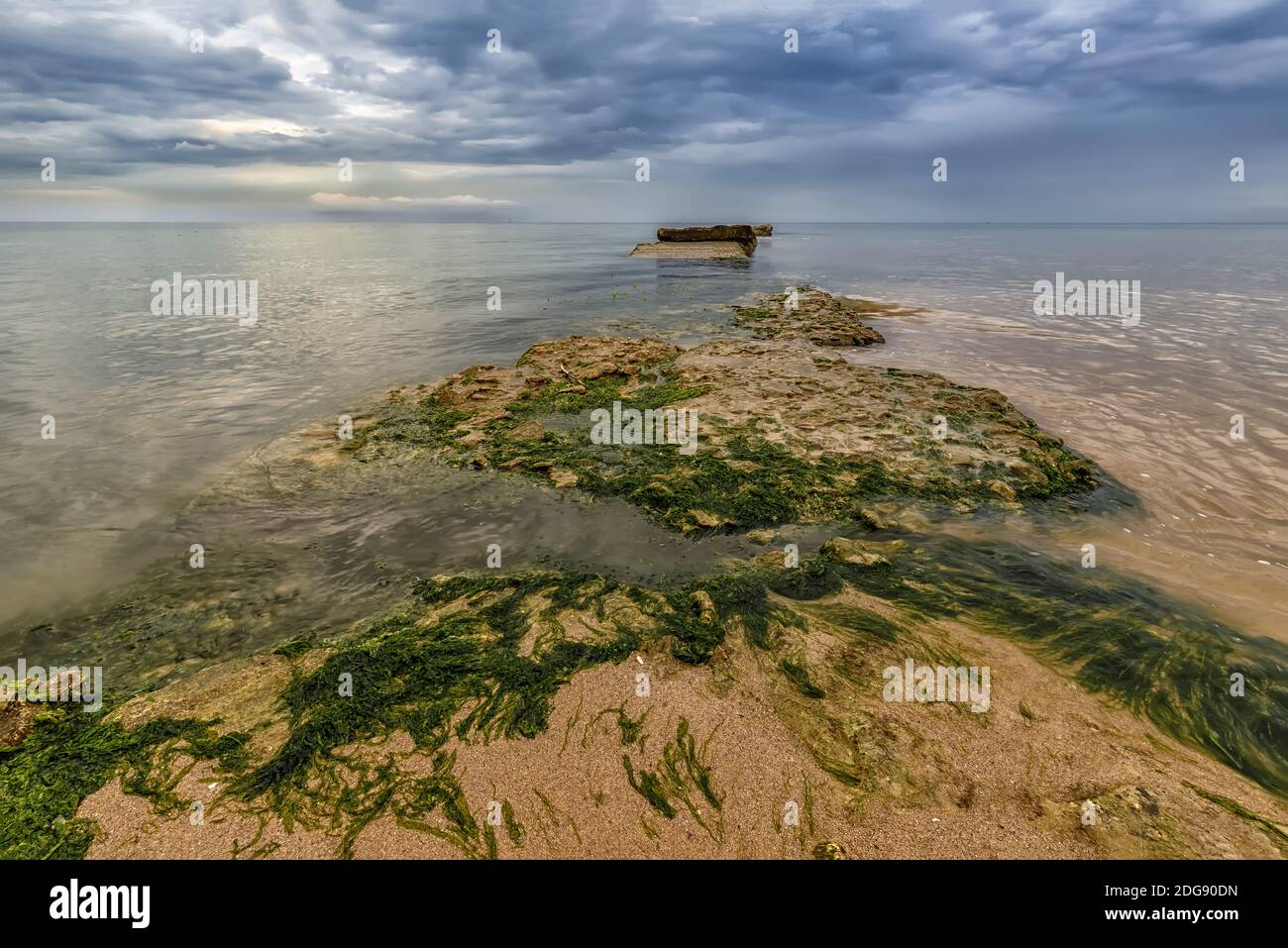 Muschio di mare Foto Stock