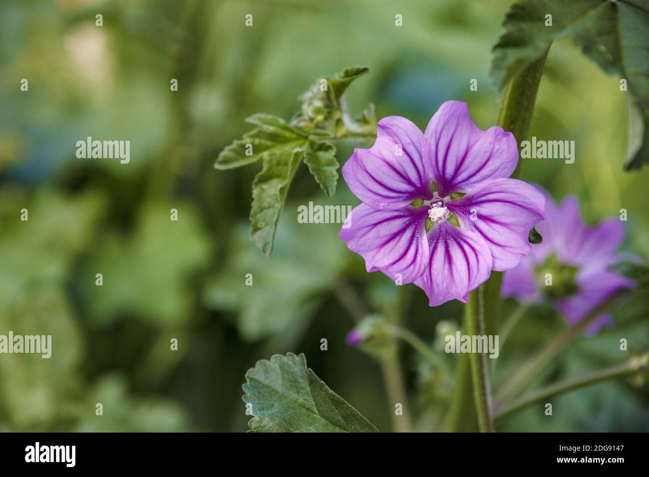 Giardino bellissimo fiore Foto Stock